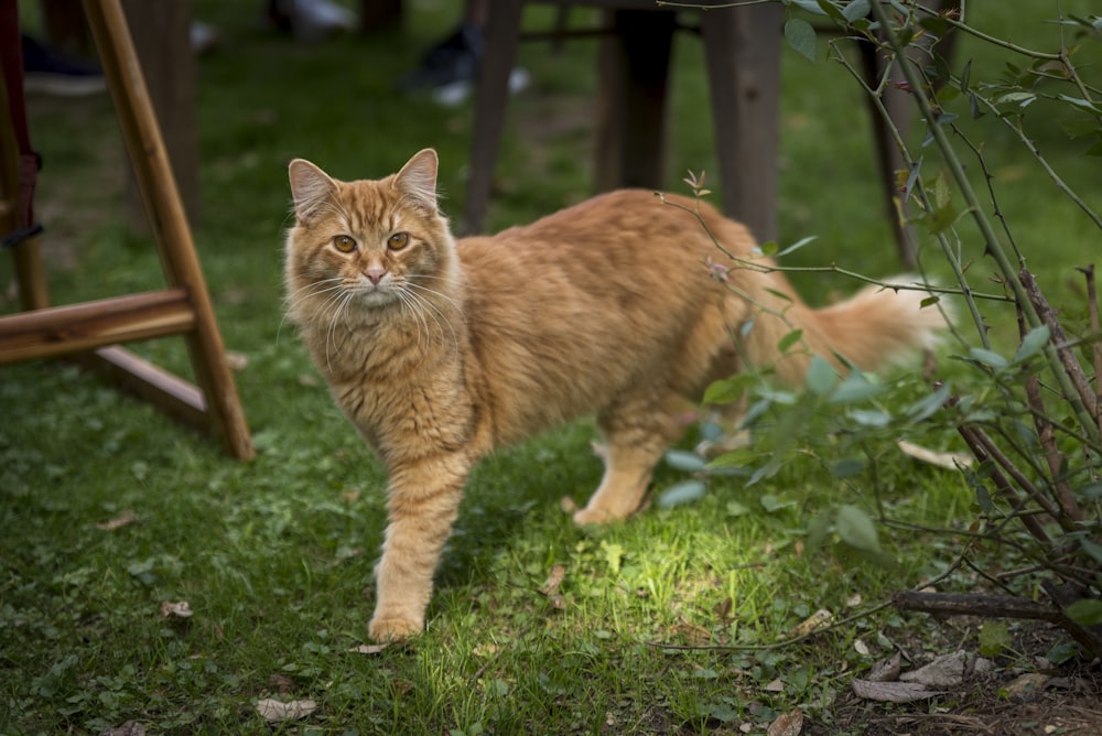 an orange cat walking across a lush green field