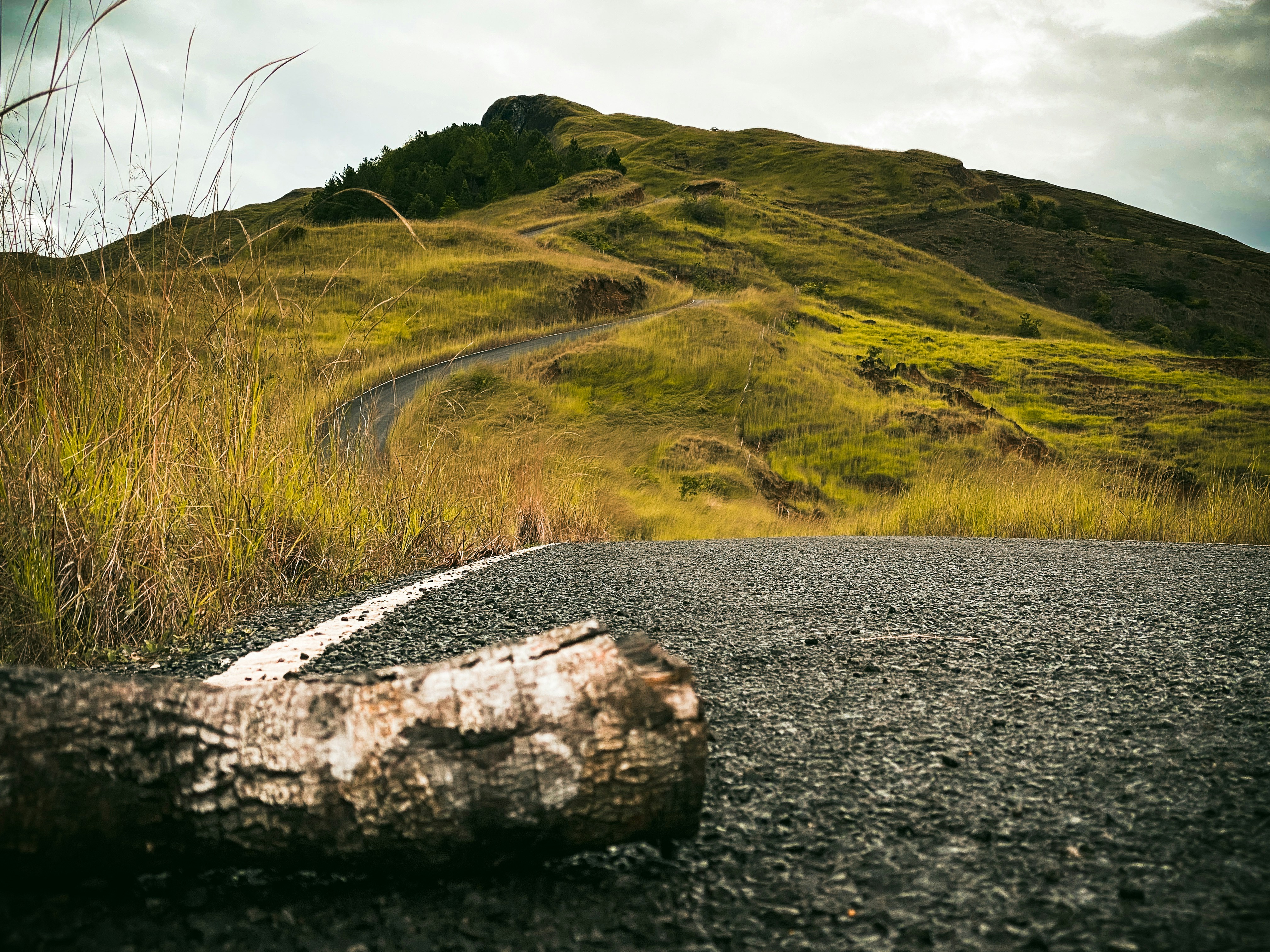 Ein umgestürzter Baum liegt am Straßenrand