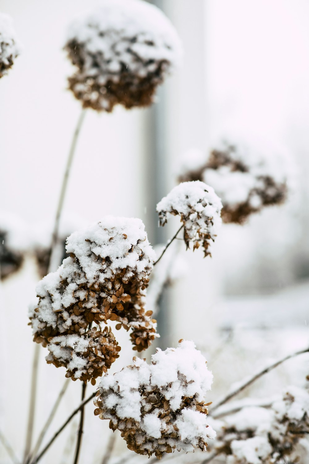 a close up of snow covered plants in front of a building