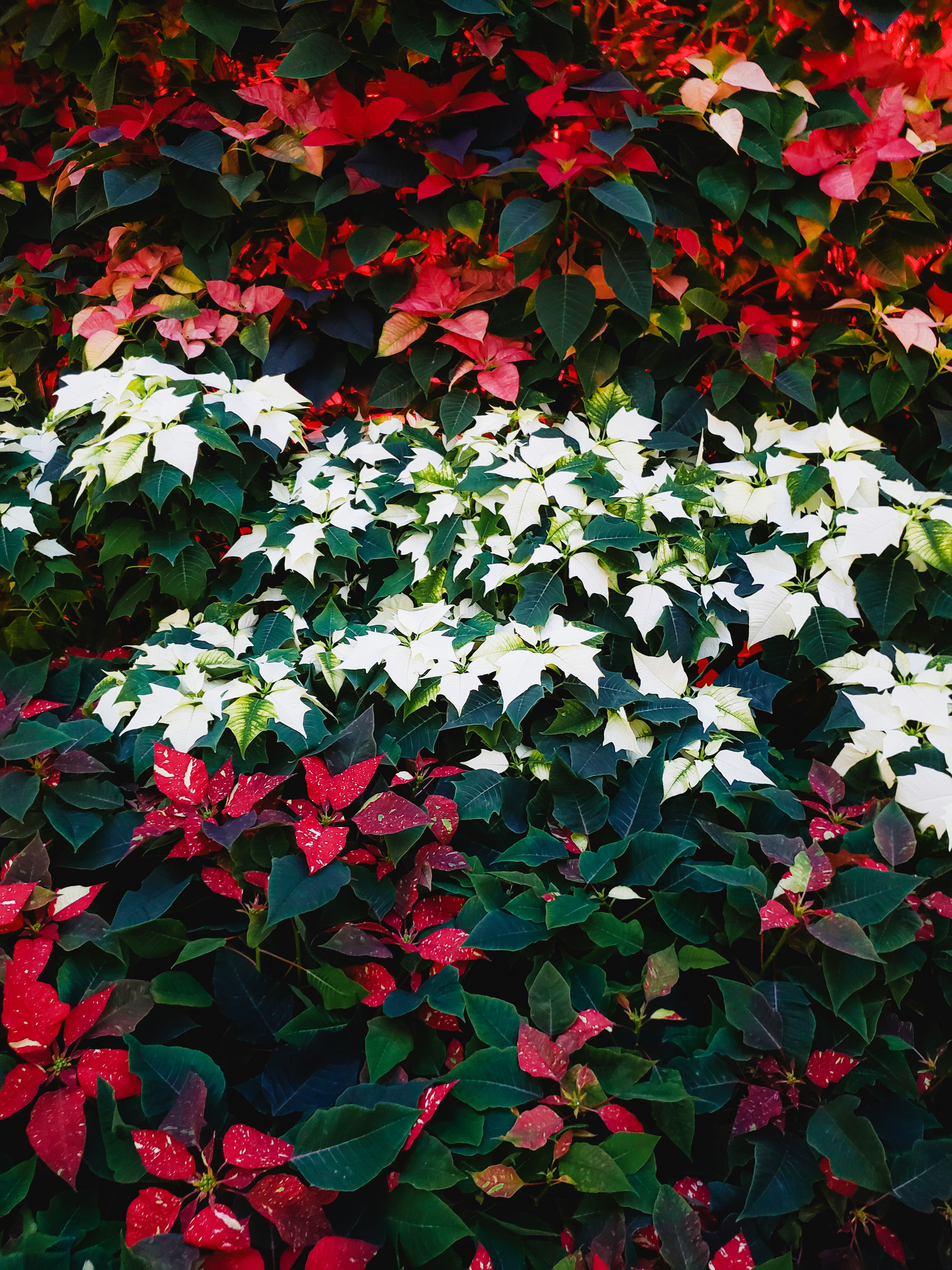 christmas star wallpaper, wallpaper, Star Crafts for Adults: Festive Christmas Ideas 4