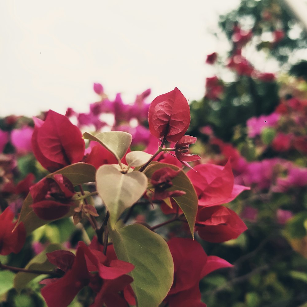 a bunch of flowers that are in the grass