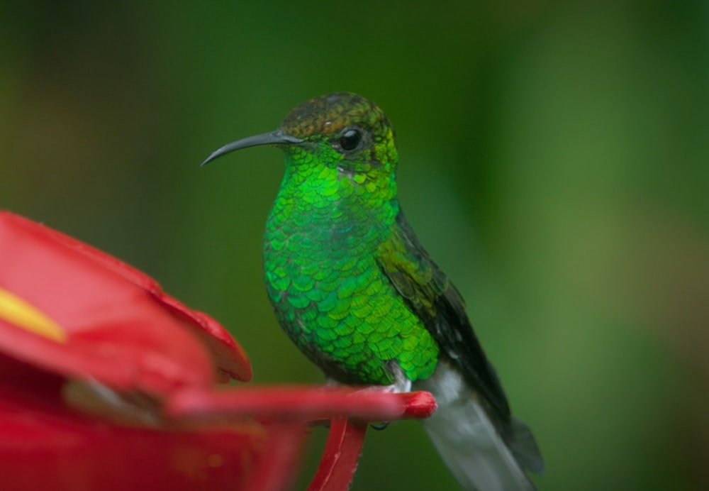 a green hummingbird perched on a red bird feeder