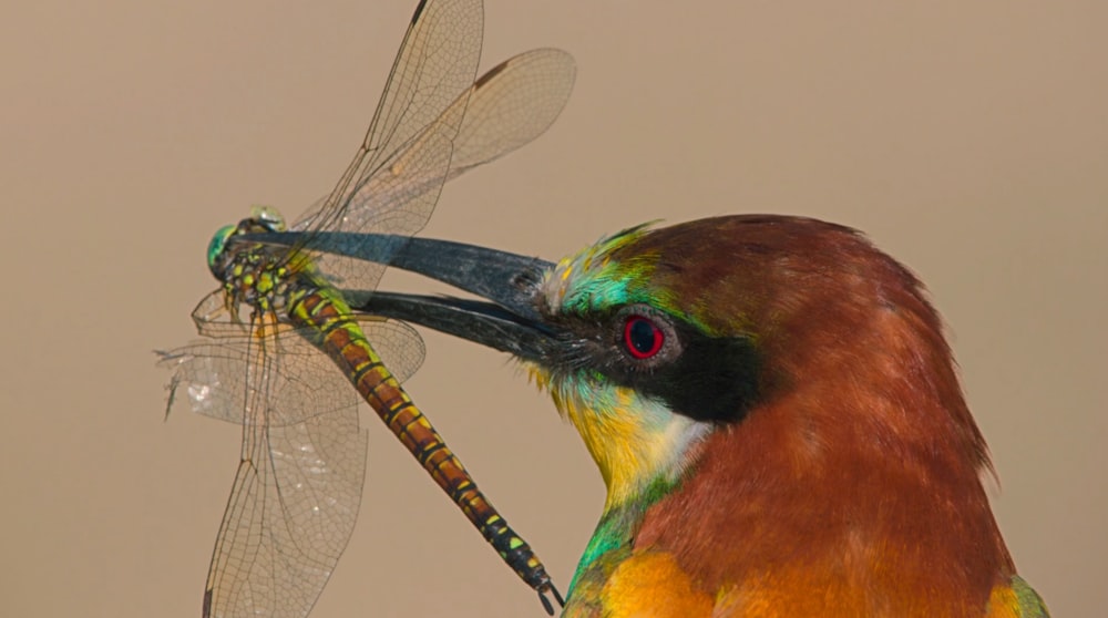 a close up of a bird with a dragonfly in its mouth