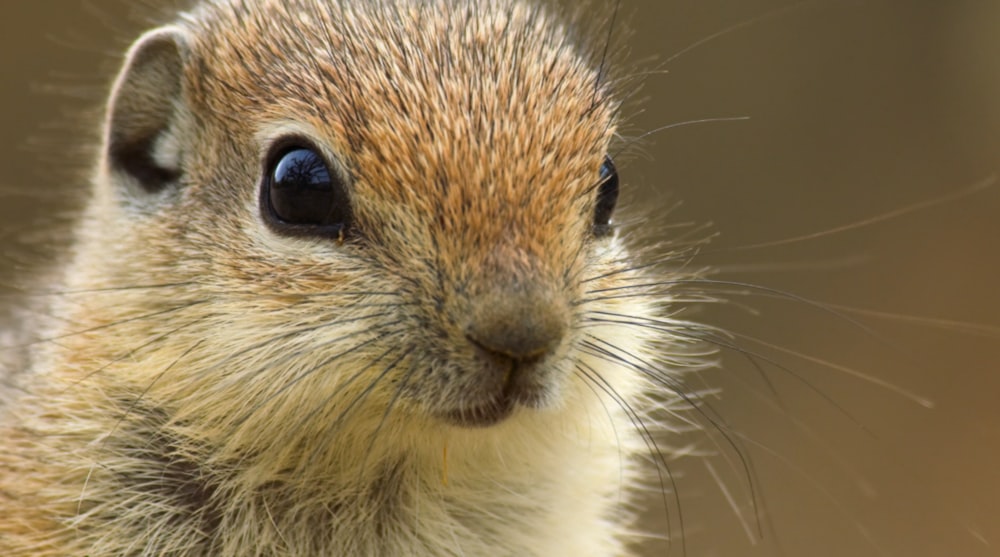 a close up of a squirrel's face with a blurry background