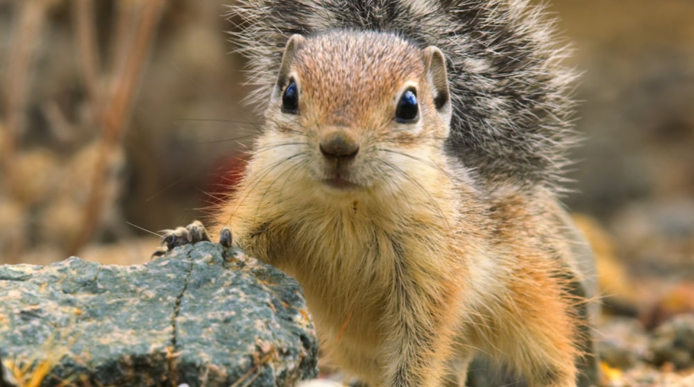 a close up of a squirrel near a rock