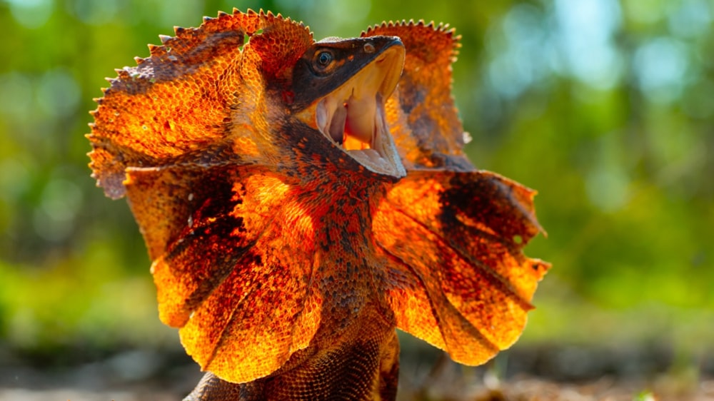 a close up of a lizard with its mouth open