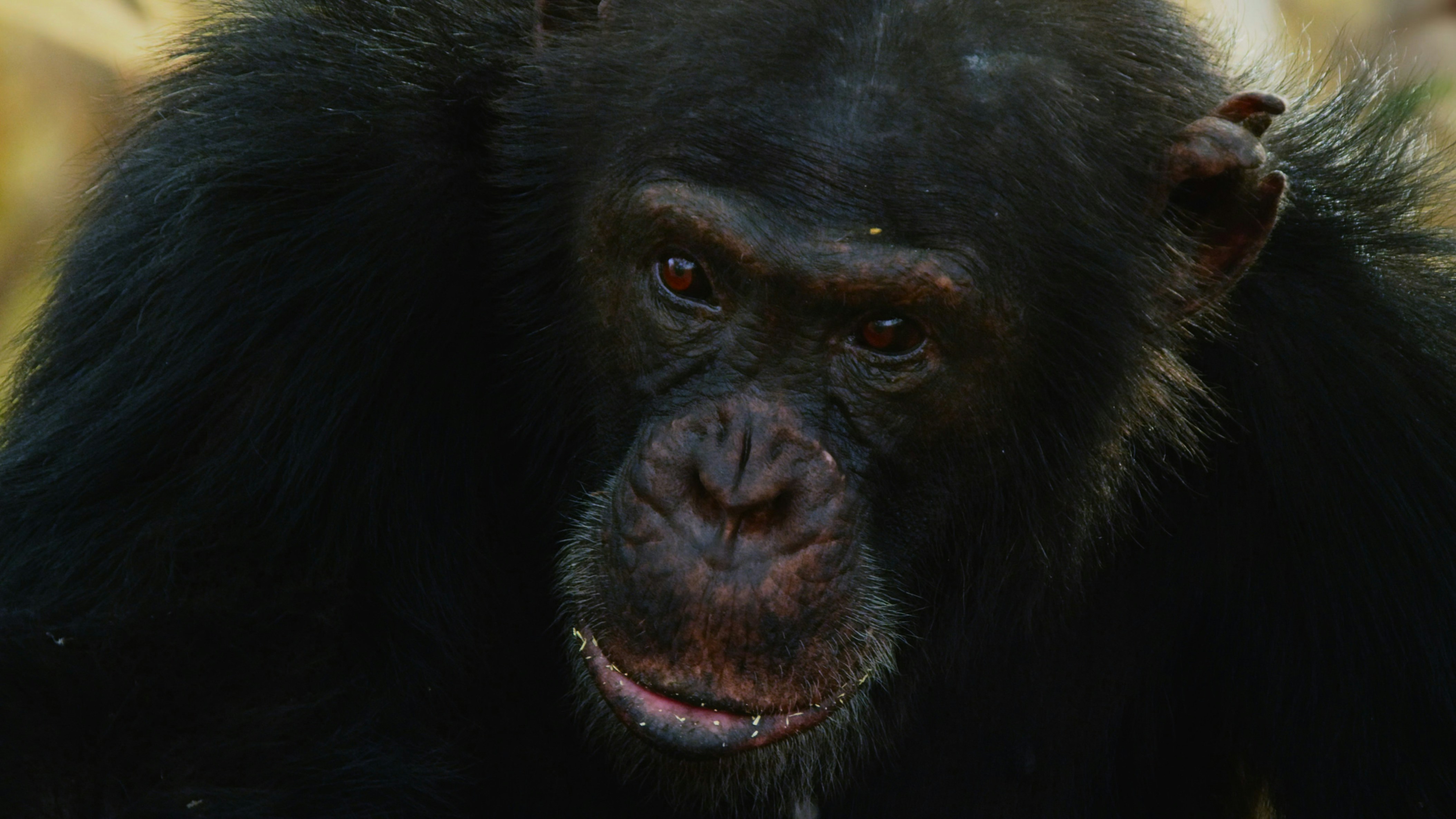 Dr. Zira: Champion for Change in “Planet of the Apes” (image credits: unsplash)