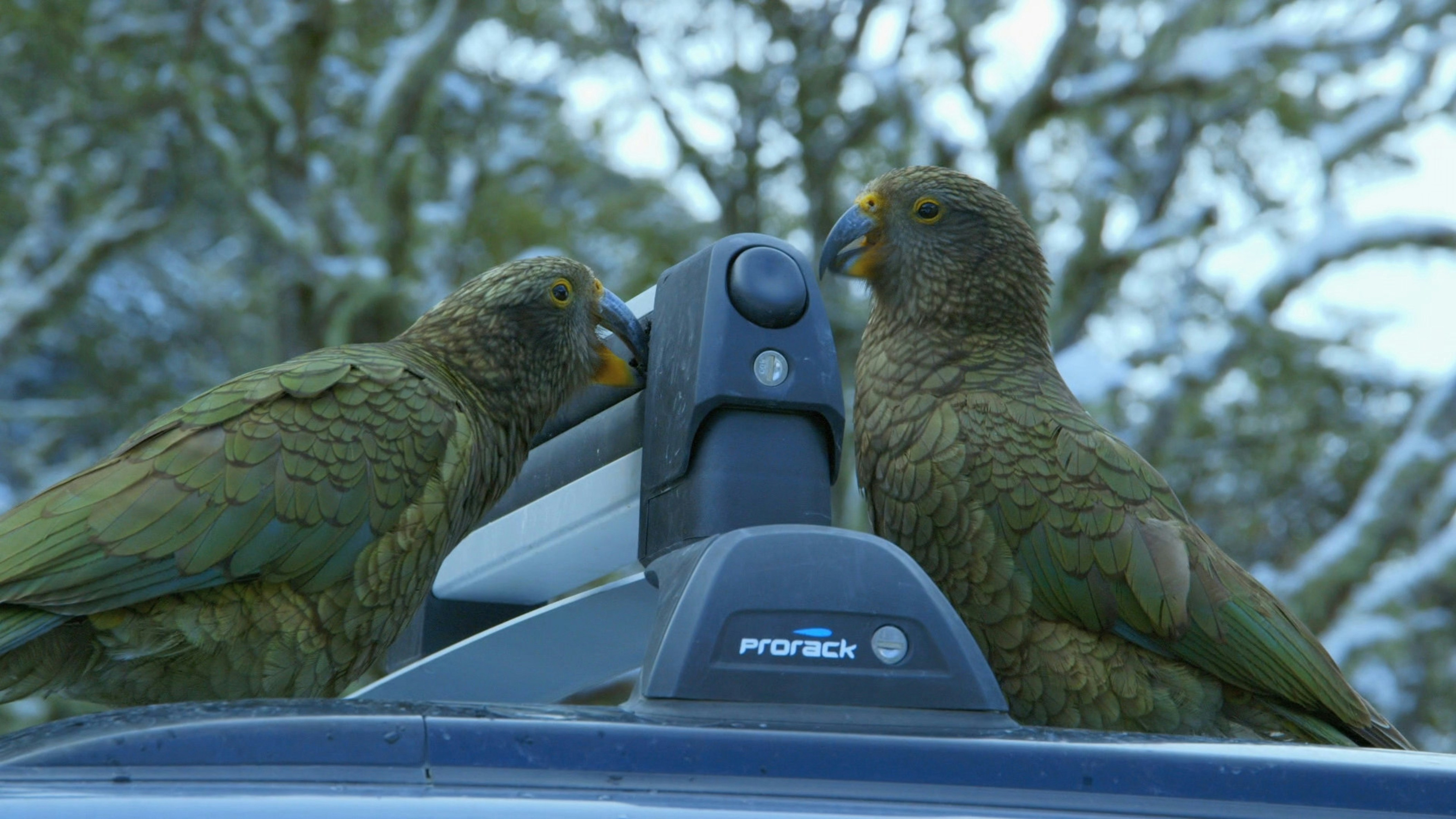 two green birds perched on the roof of a car