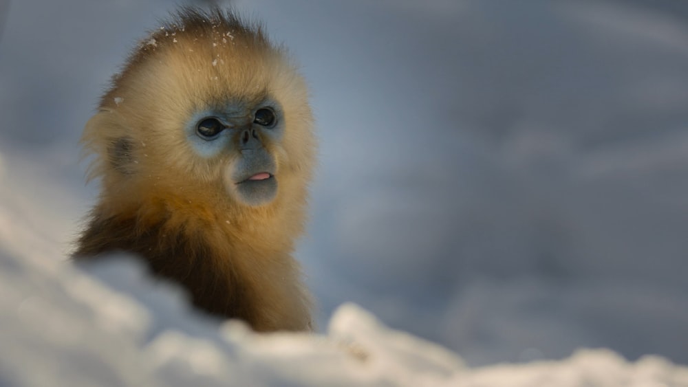 a monkey with blue eyes standing in the snow