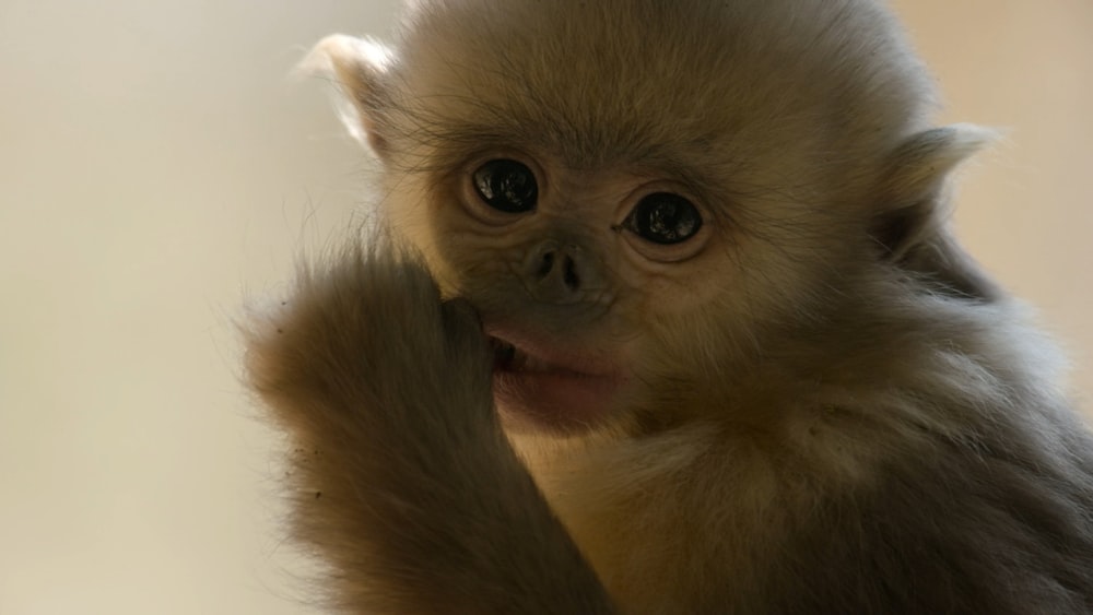 a baby monkey is holding its hand up to its face