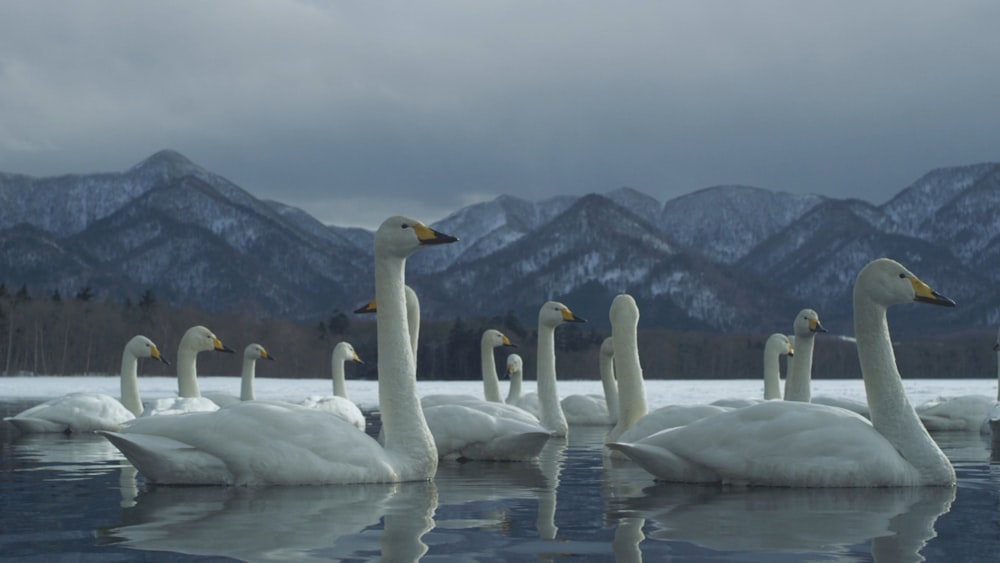 a flock of white ducks floating on top of a lake