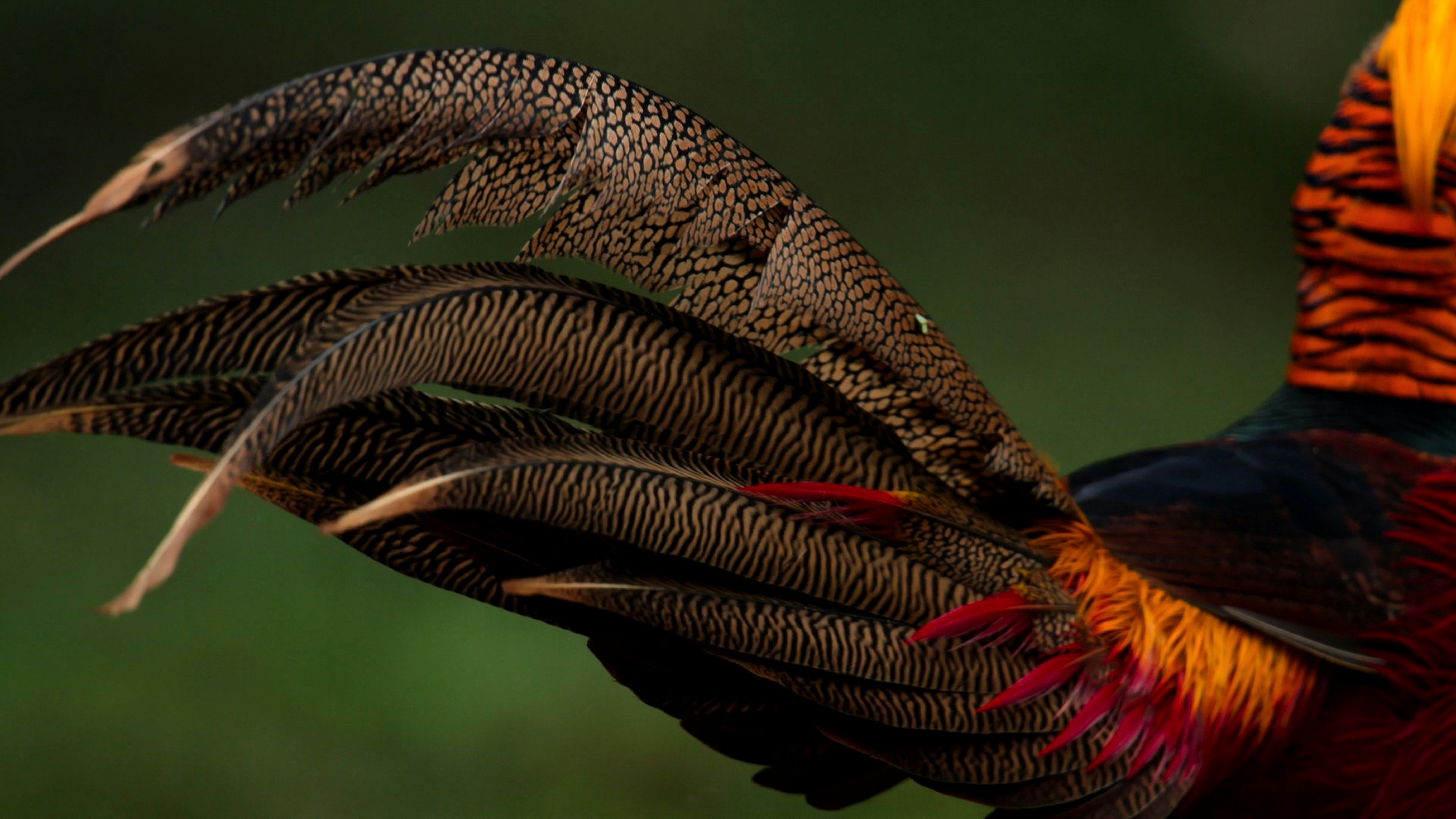 A close up of a colorful bird with feathers photo – Free Close-up Image ...