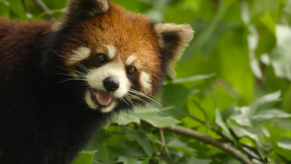 a close up of a red panda in a tree