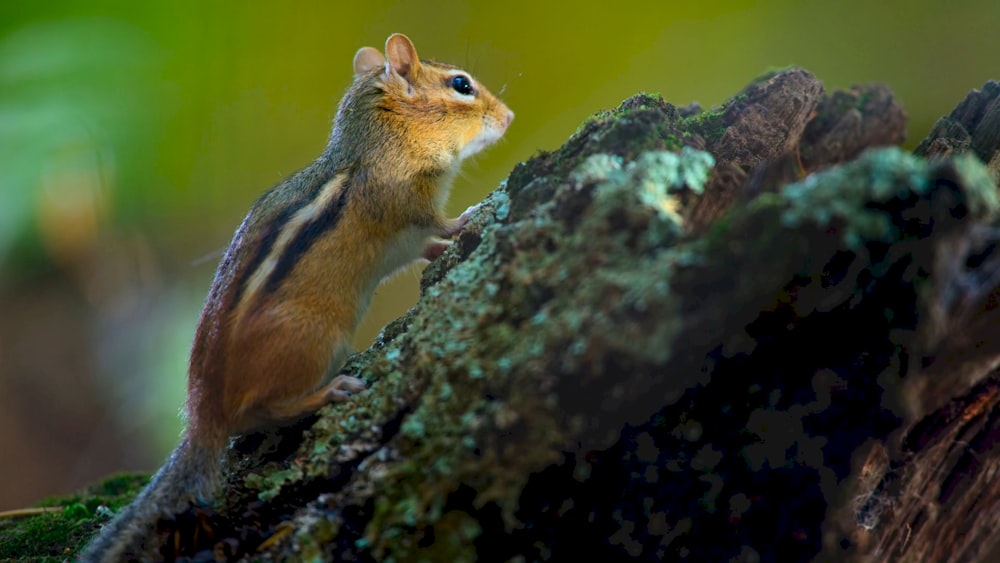 a small chipper sitting on top of a tree branch