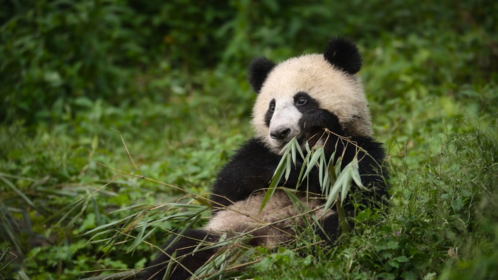 a panda bear sitting in the grass eating bamboo