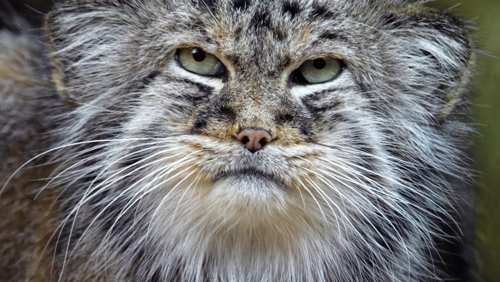 a close up of a cat's face with a blurry background