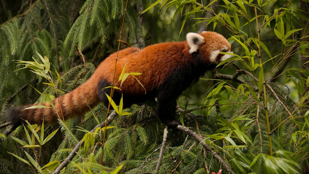 Un panda roux grimpe sur une branche d’arbre