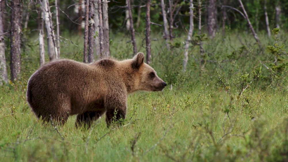 a brown bear walking through a lush green forest