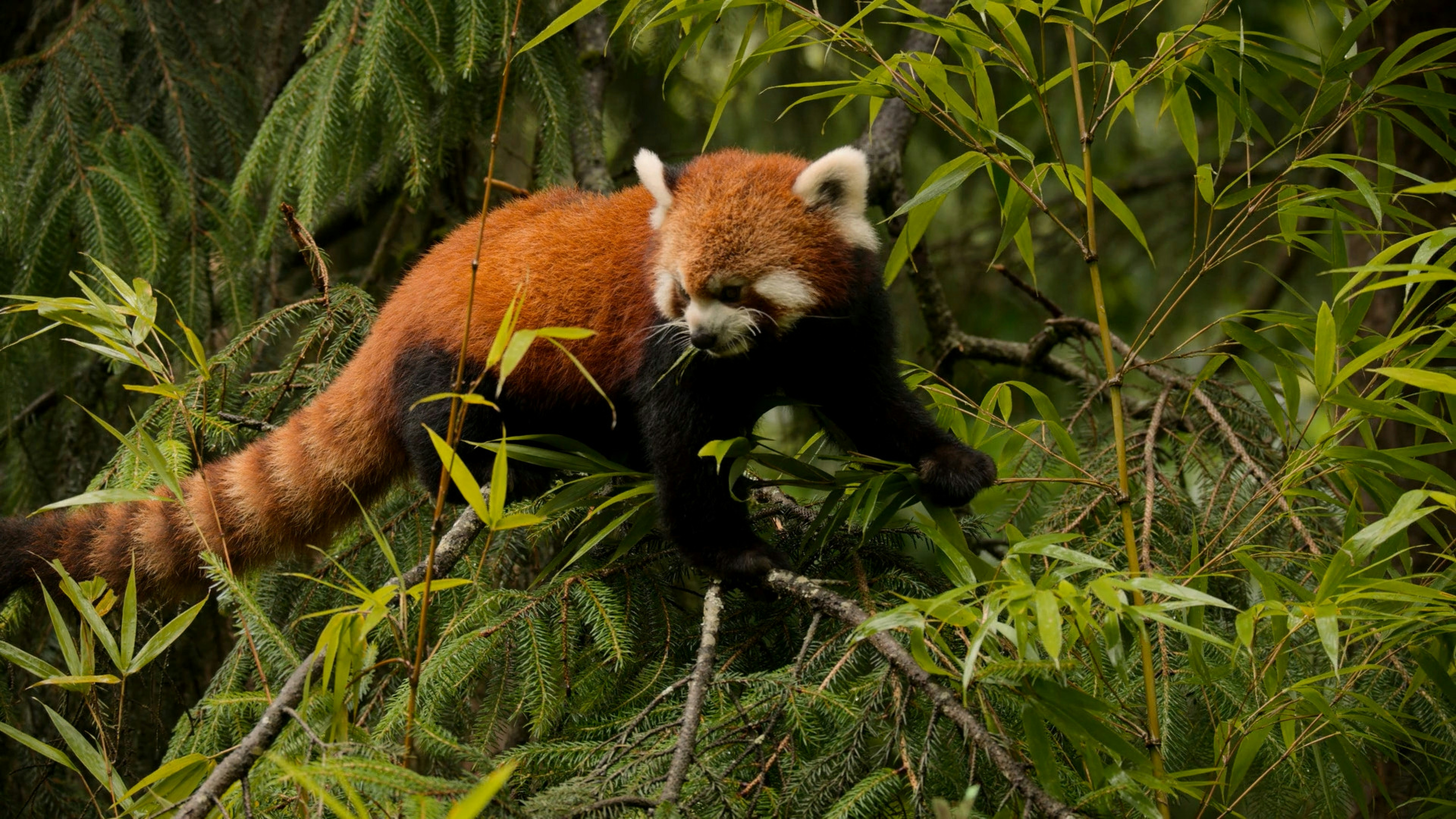 Un panda roux grimpe sur une branche d’arbre photo – Photo Arbre ...