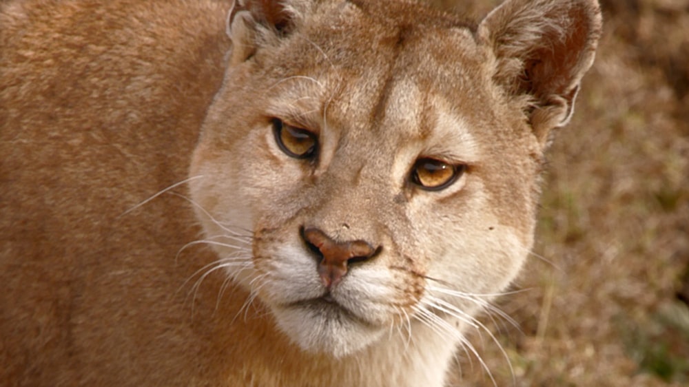 a close up of a mountain lion looking at the camera