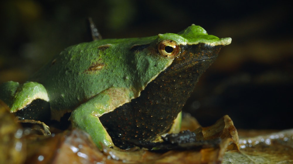 a green frog sitting on top of a leaf