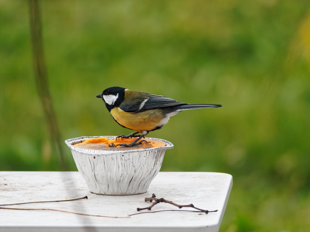 a small bird sitting on top of a bowl of food