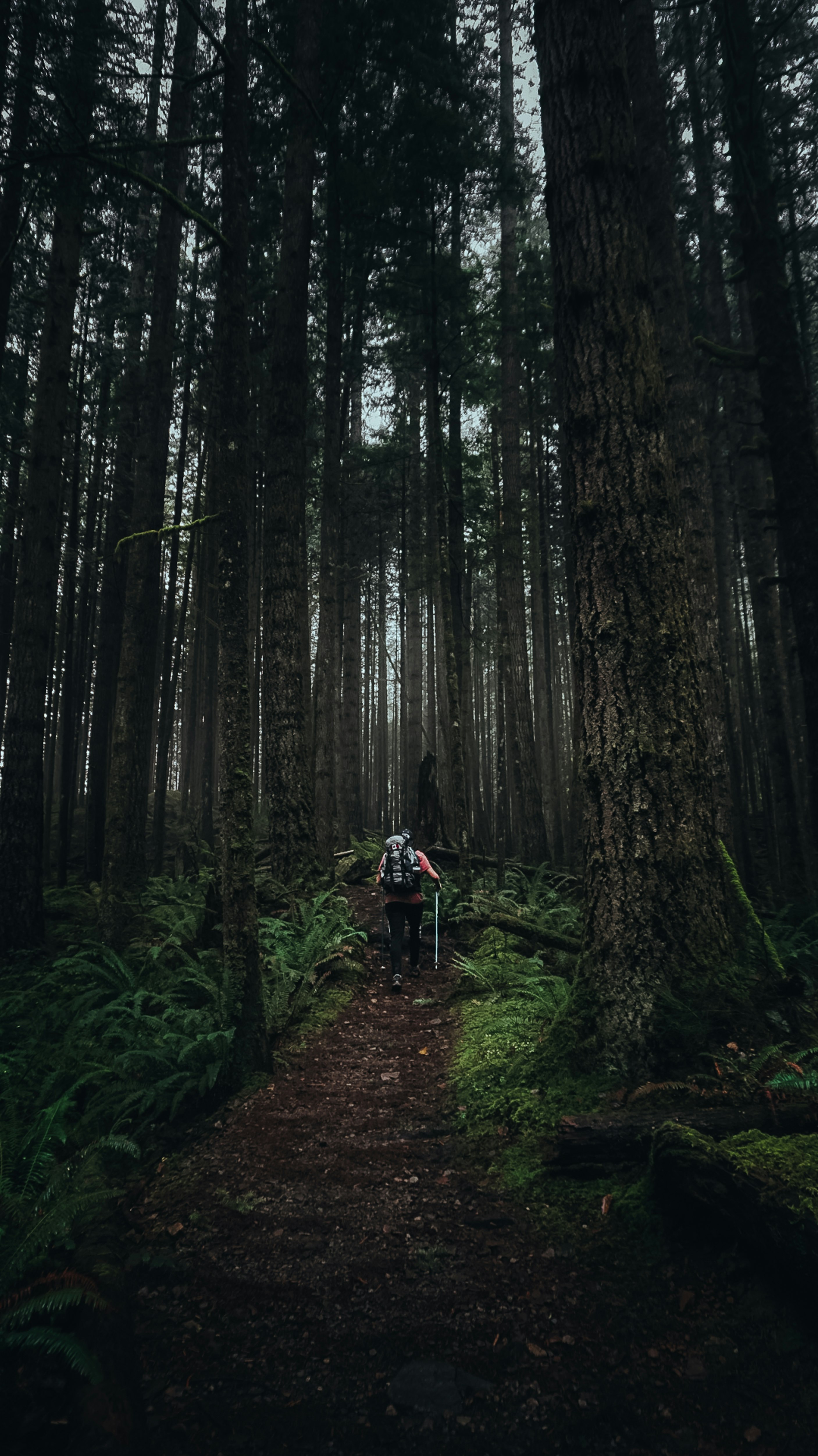 A hiker climbing through the rainforests of coastal British Columbia, Canada. 