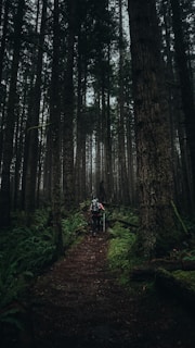 A dense forest featuring tall trees with thick trunks under overcast lighting. The ground is covered with green moss and ferns, creating a lush, verdant environment. A hiker wearing a backpack and holding trekking poles is walking along a narrow, earthy path that cuts through the natural landscape.