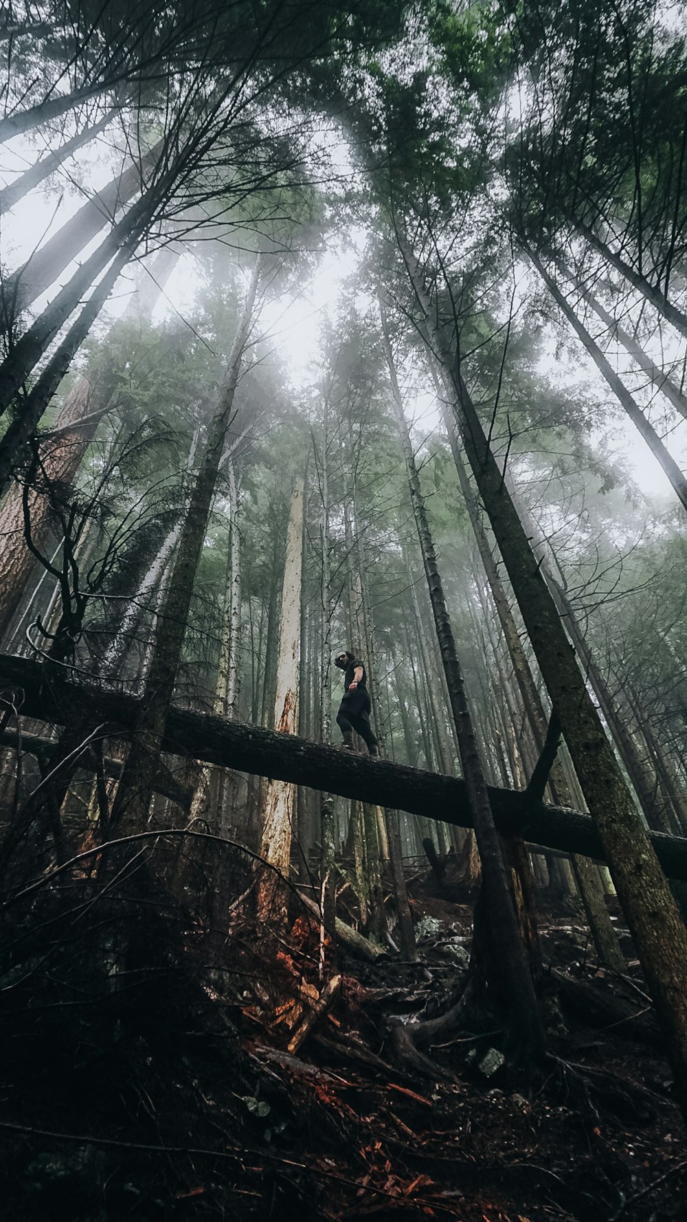 Una persona parada sobre un árbol caído en un bosque