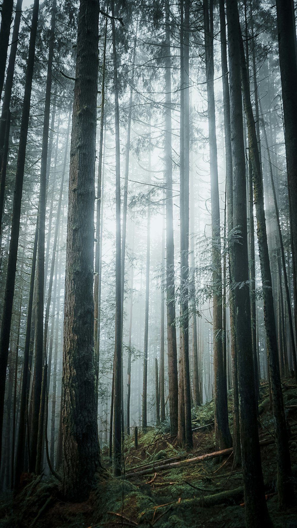 Un bosque lleno de muchos árboles altos