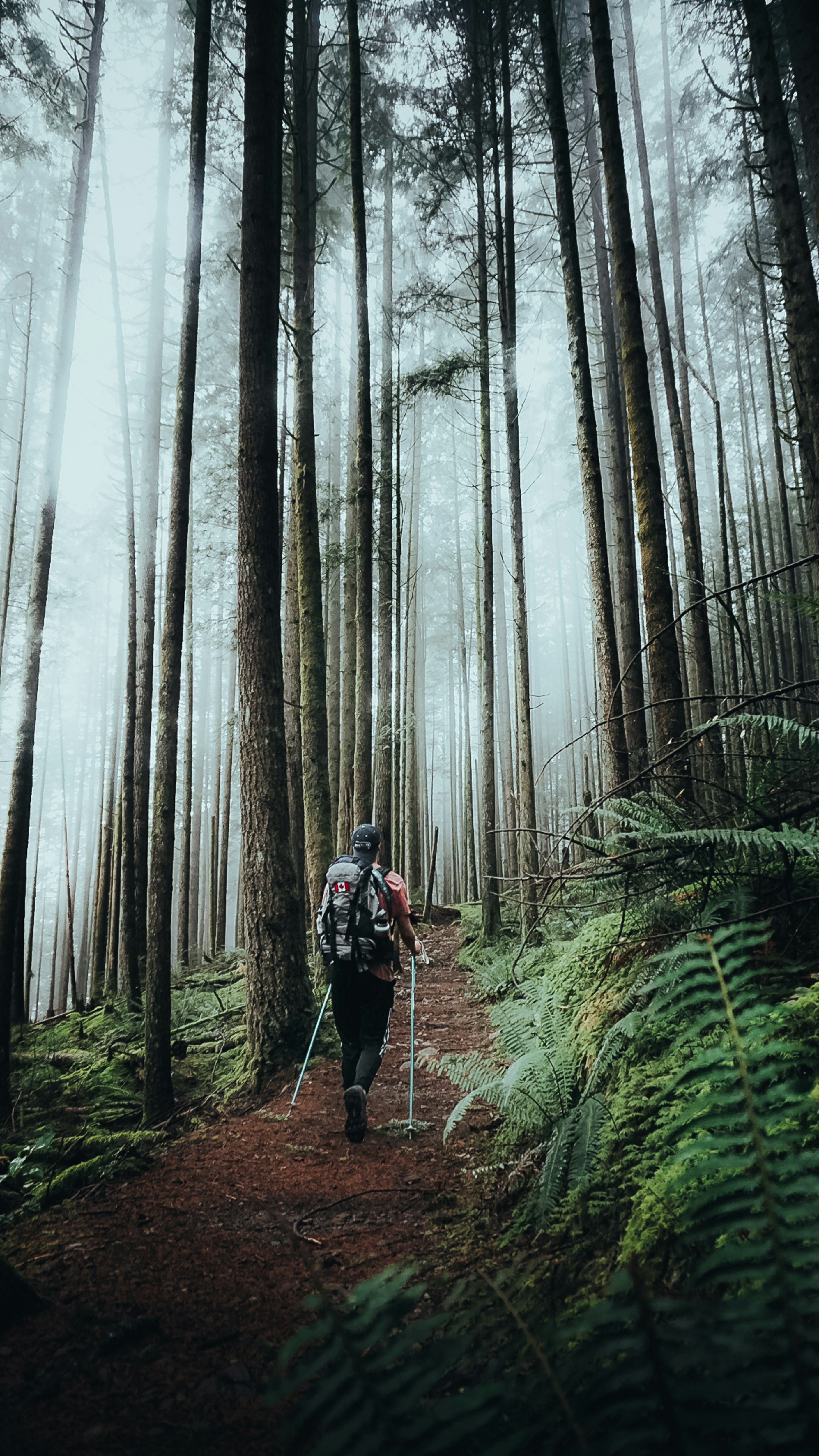 A hiker trekking through British Columbia's coastal rainforest. 