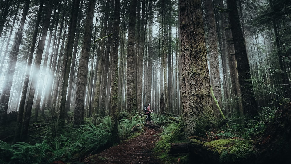 a person standing in the middle of a forest