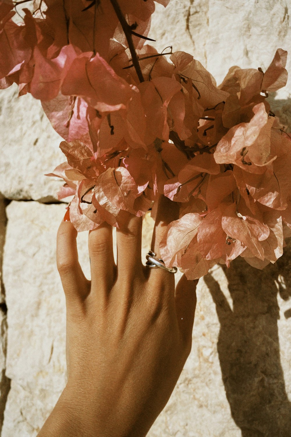 a person's hand holding a bunch of pink flowers