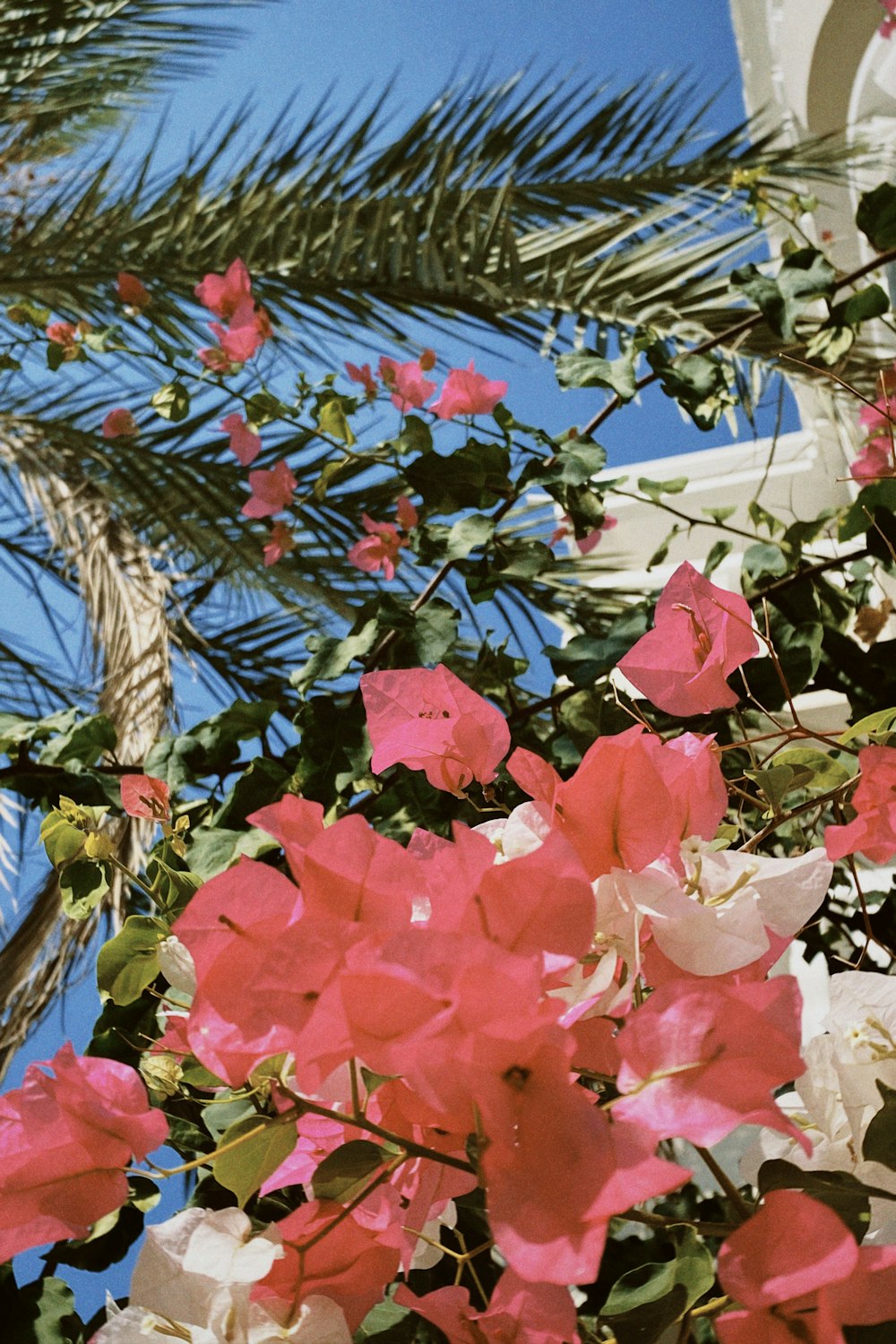 a bunch of pink and white flowers and a palm tree