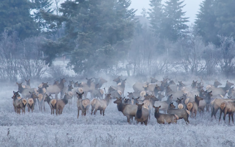 a herd of elk standing on top of a snow covered field