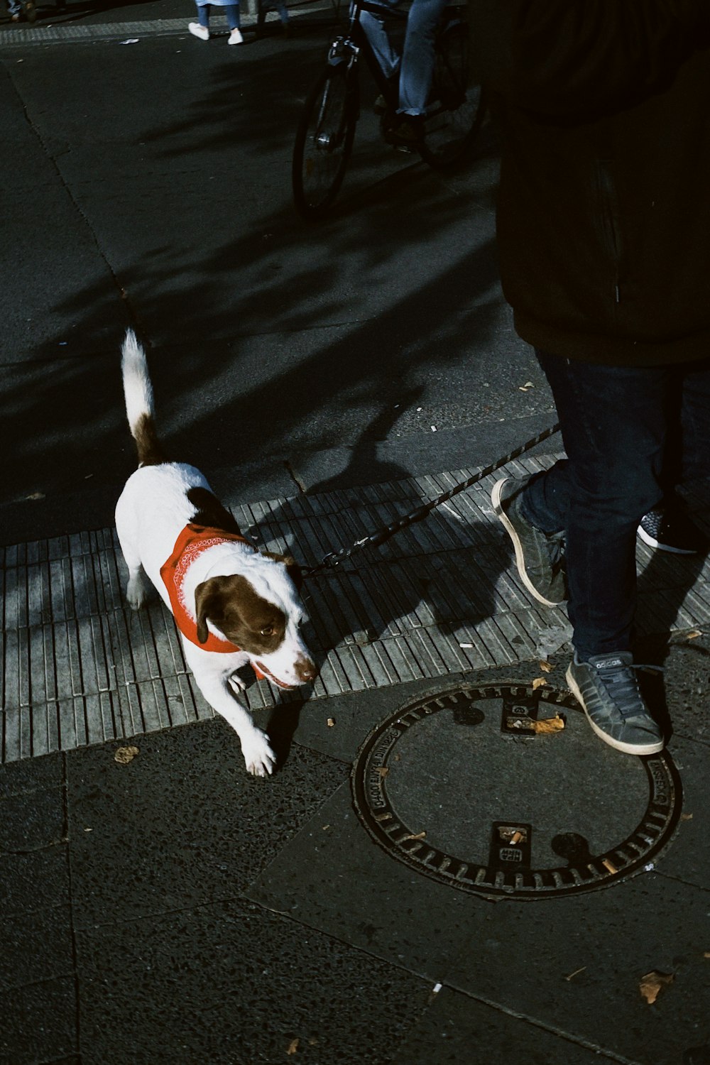 a brown and white dog standing on a sidewalk next to a person