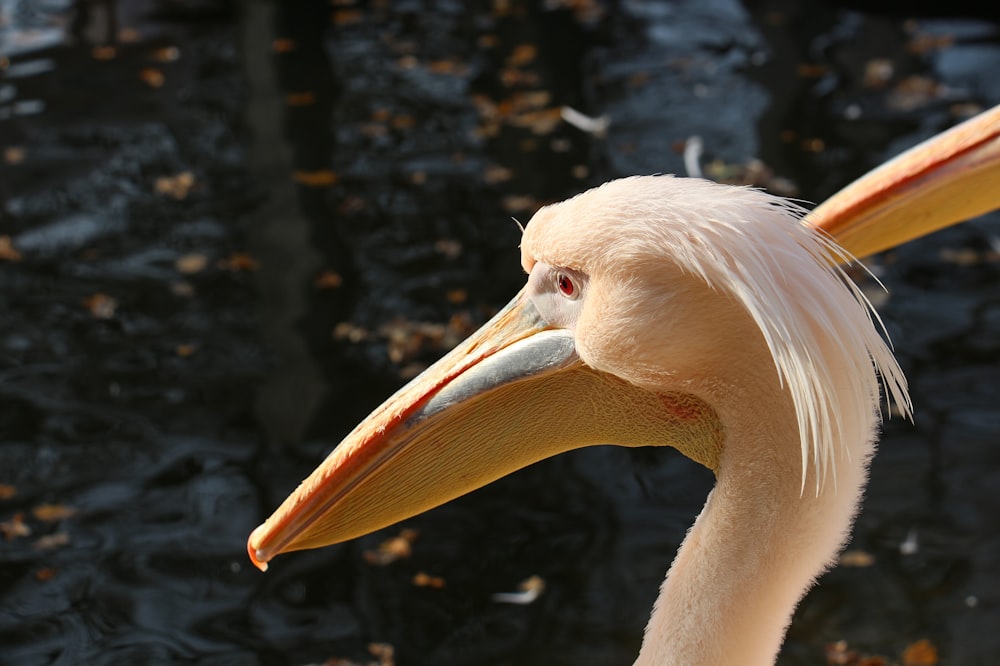 a close up of a bird near a body of water