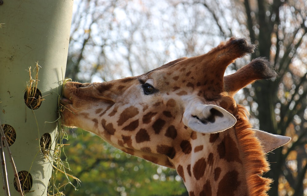 a close up of a giraffe near a tree