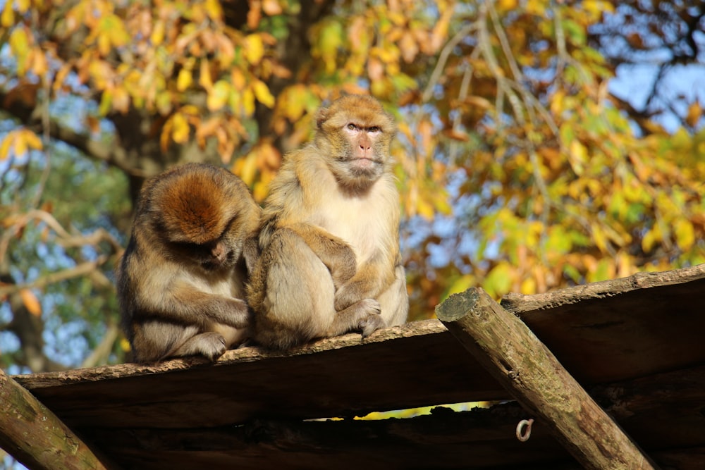 a couple of monkeys sitting on top of a wooden structure