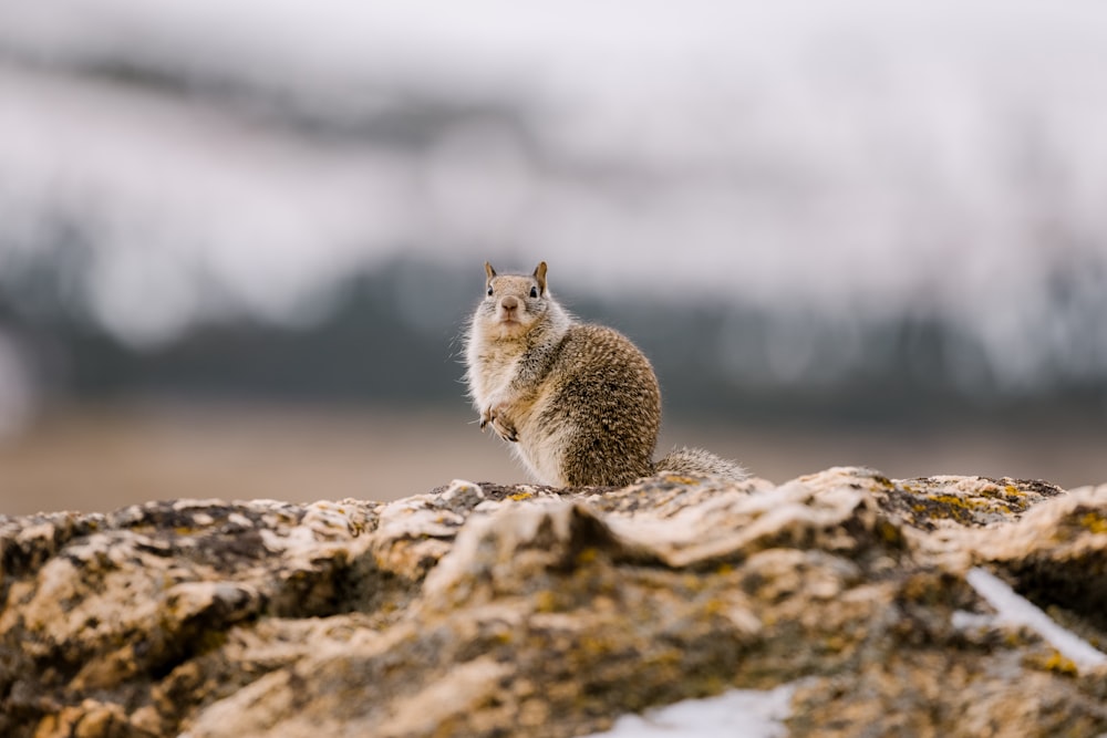 a squirrel sitting on a rock in the snow