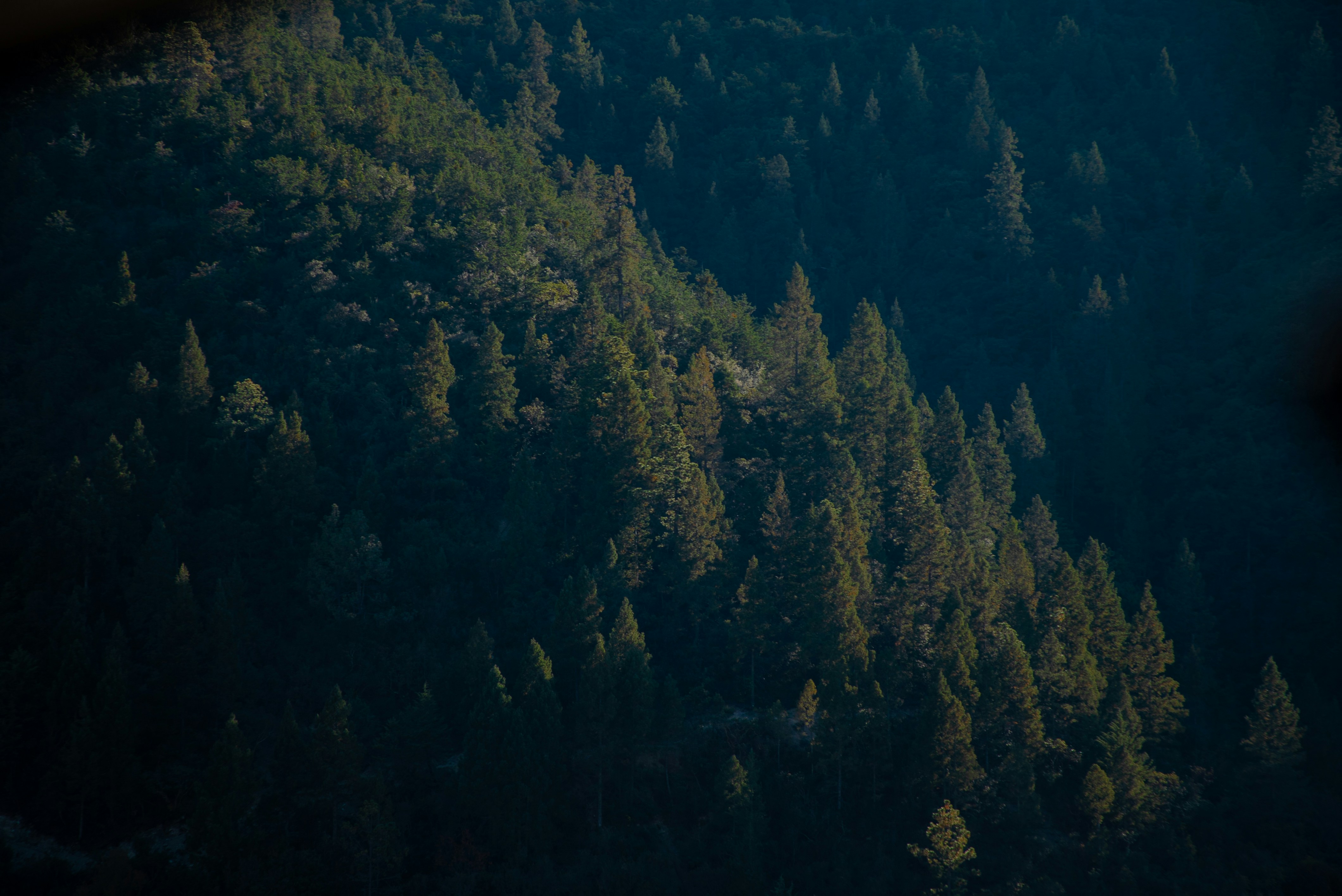 a view of a forest from a plane window