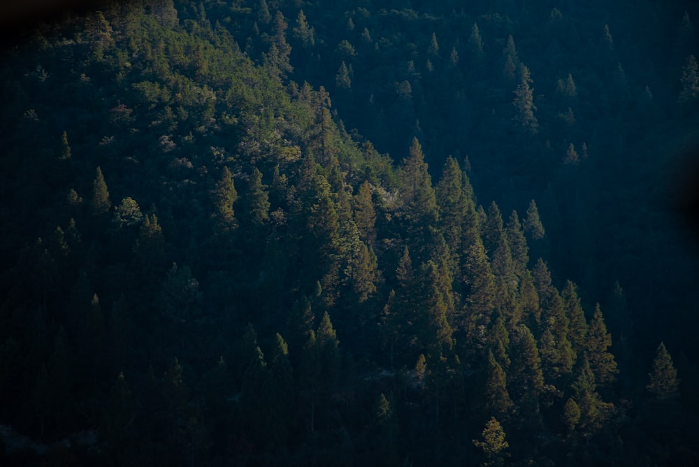 a view of a forest from a plane window