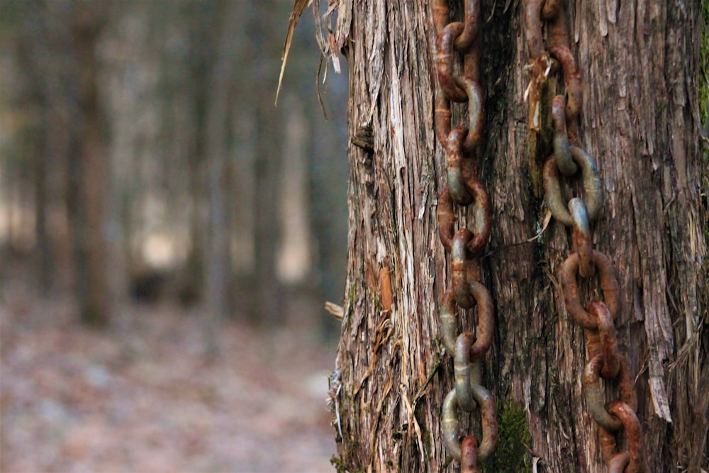 a chain hanging from a tree in a forest