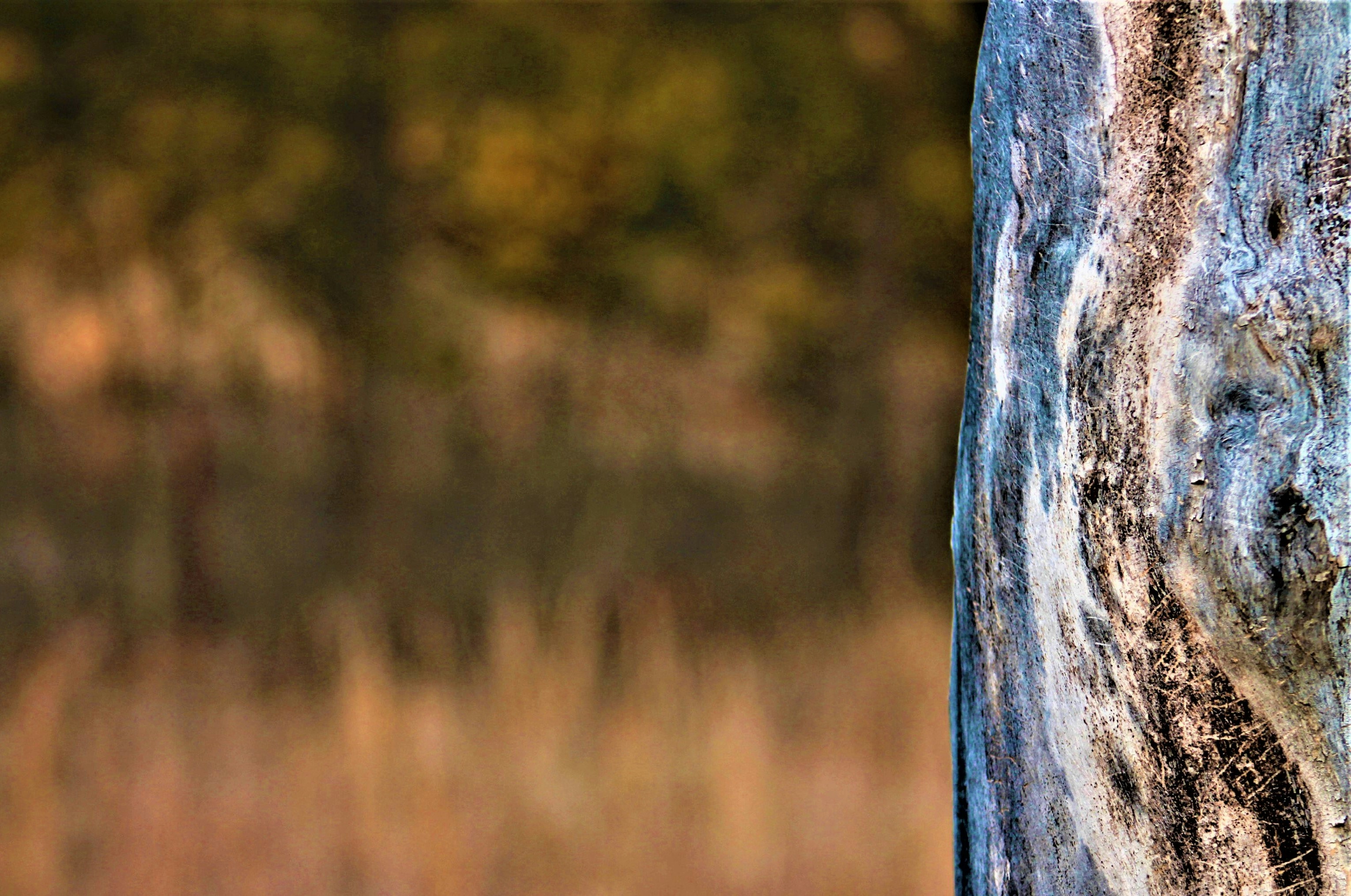 Rustic Harmony Wall Art