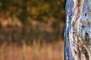 Detailed shot of flyers with bright designs set against textured wooden background.