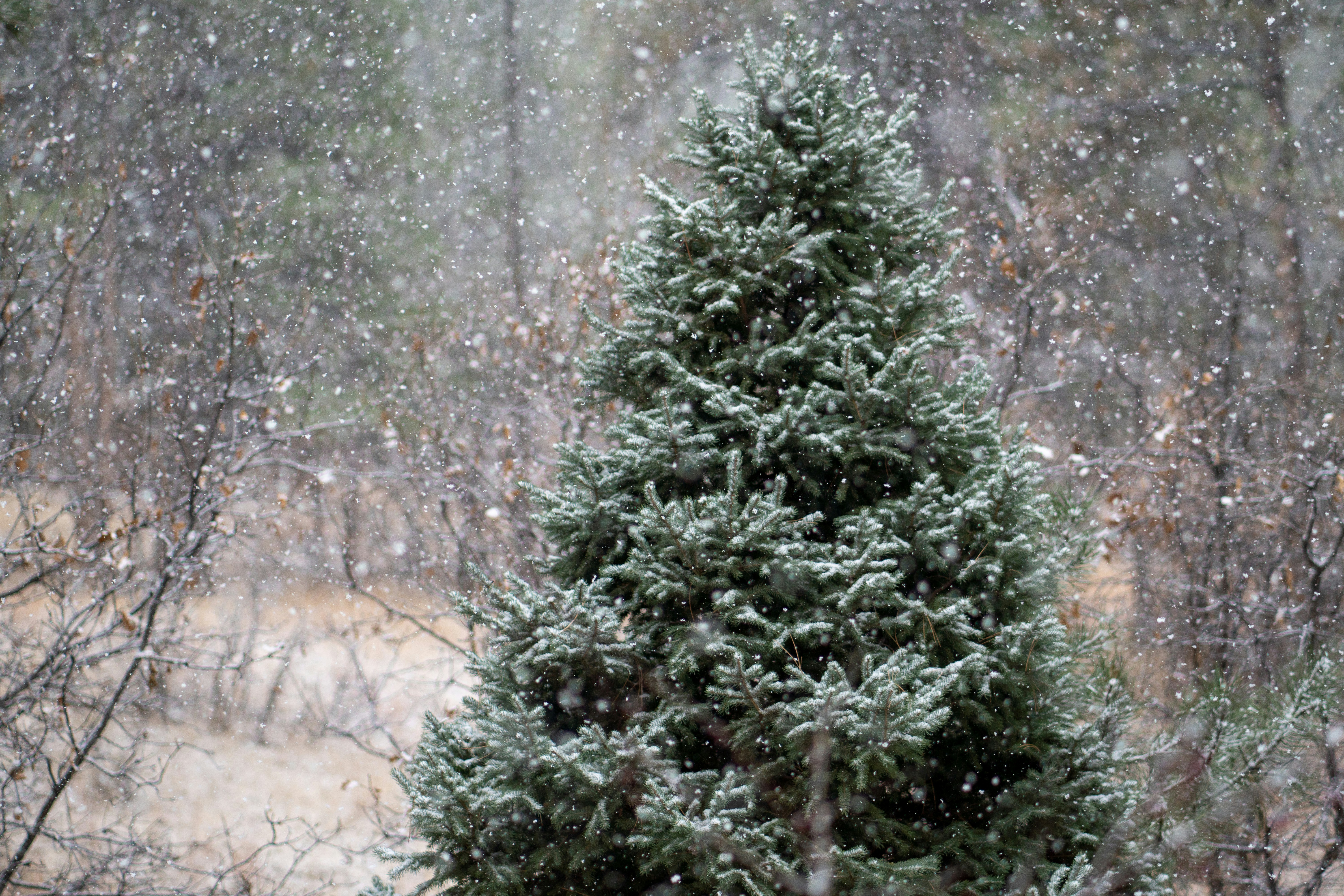 a small evergreen tree in a snowy forest