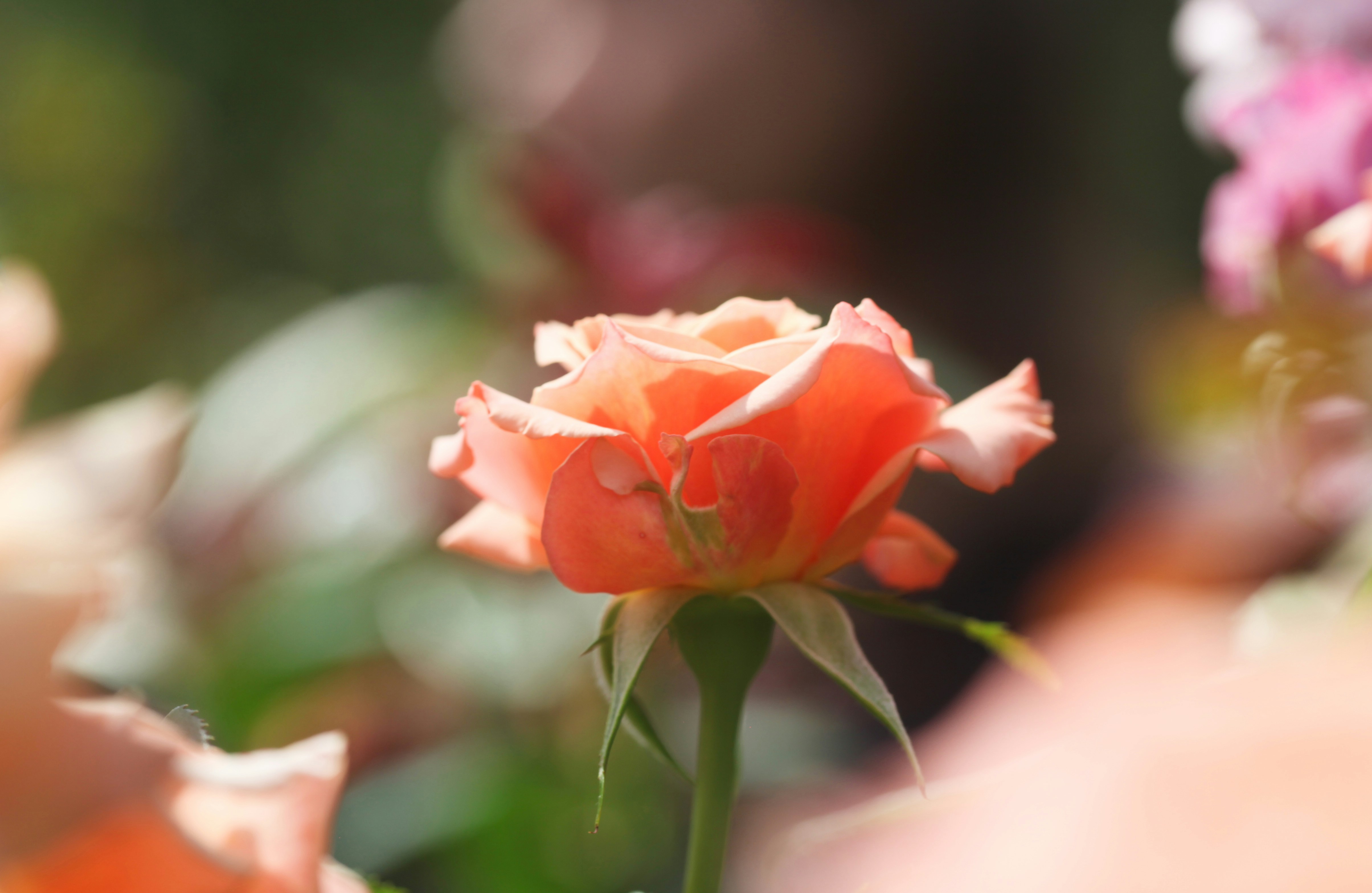 a close up of a flower with blurry background
