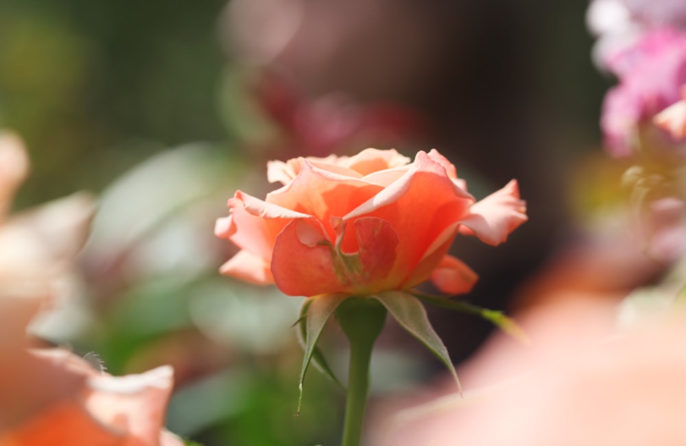 a close up of a flower with blurry background