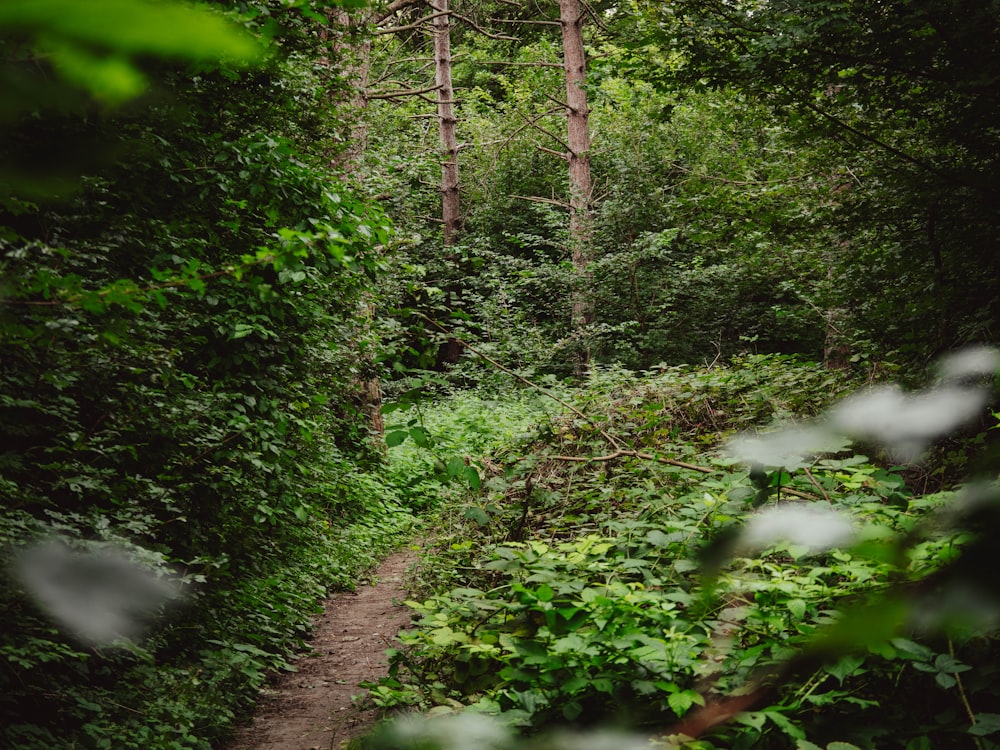 a path in the middle of a lush green forest