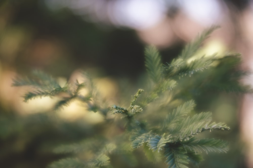 a close up of a tree branch with a blurry background